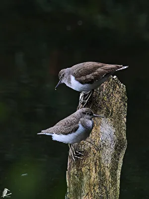Grünschenkel