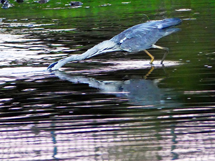Ich hab dich