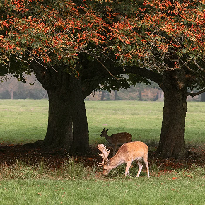 Fallow Deer