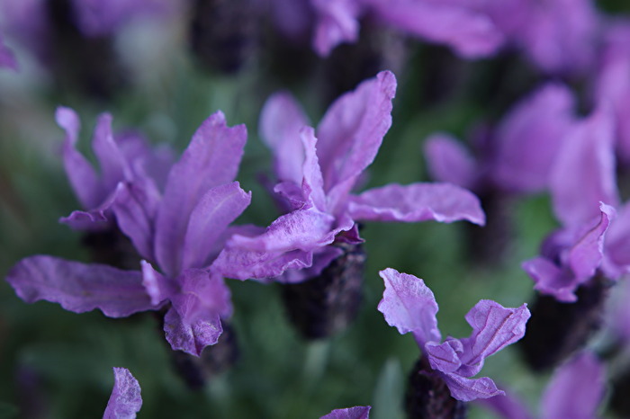 Frühling