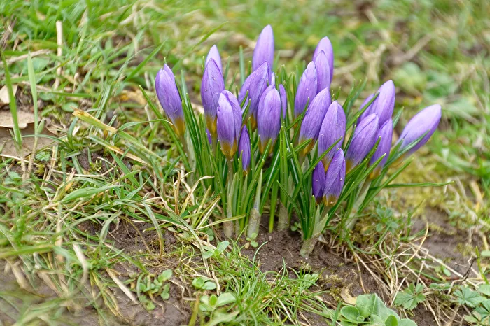 The first early bloomers