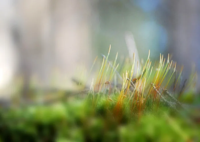 Zartes am Waldboden...
