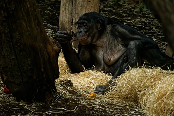 Bonobo