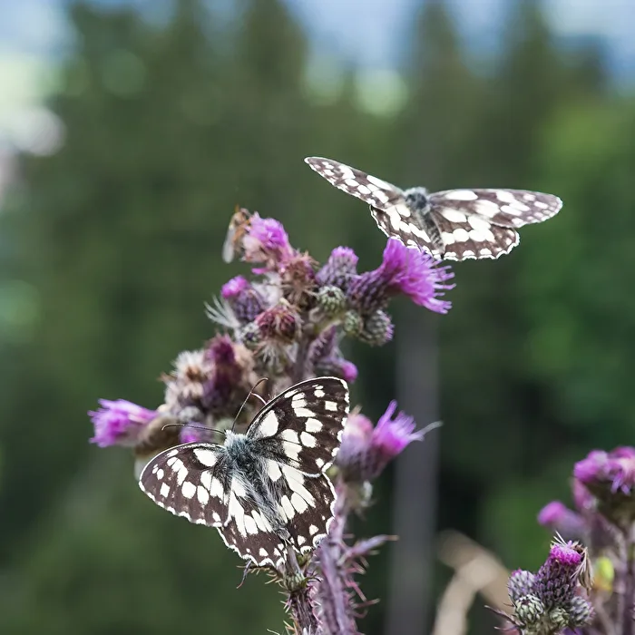 Checkered Skipper