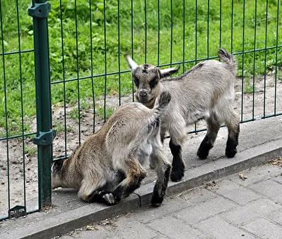 Die kleinen Ausreisser