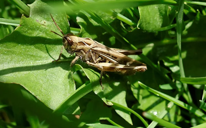eine Heuschrecke im Gras