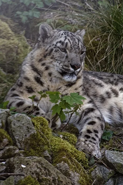 Schneeleopard