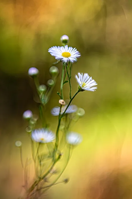 Einjähriges Berufkraut (Erigeron annuus)
