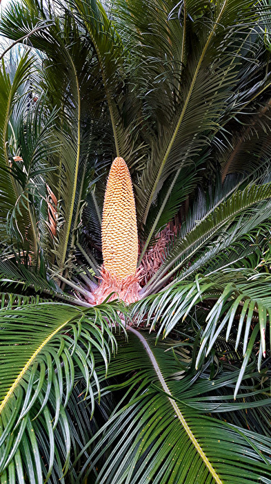 Japanischer Palm-Farn