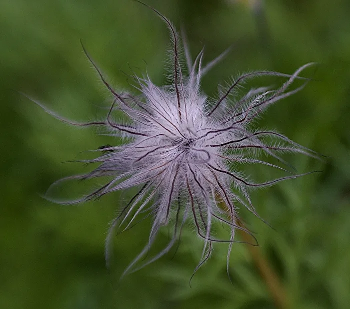 Pulsatilla