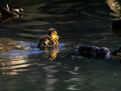 Vögel - Freischwimmer