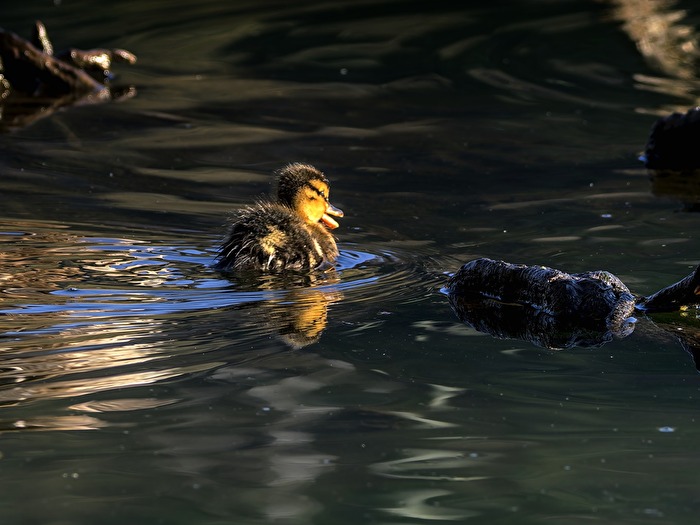 Vögel - Freischwimmer
