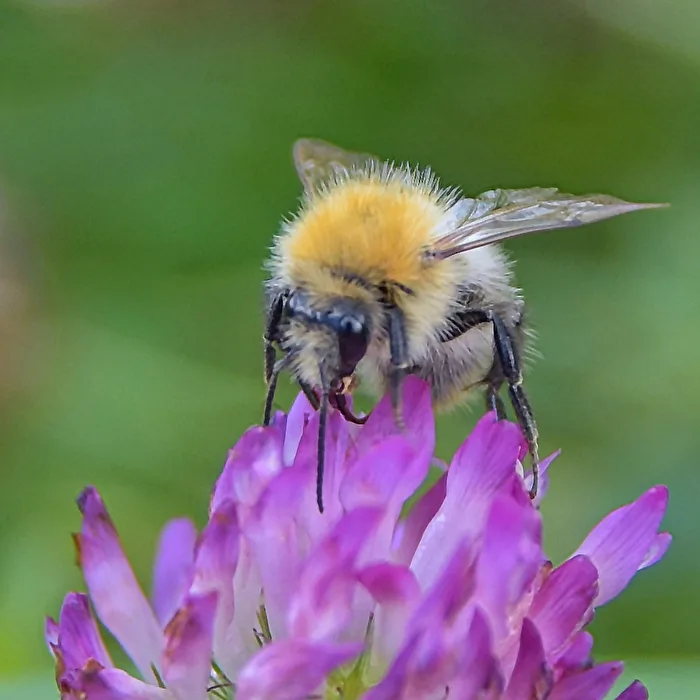 Bumblebee at work