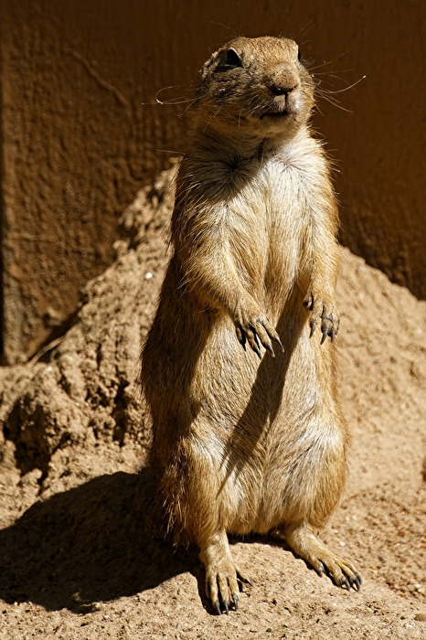 Präriehund