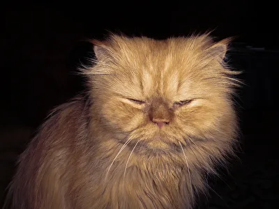 Der Kater will nicht...