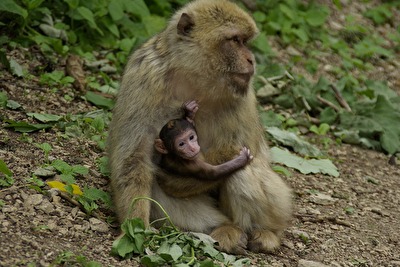 Berberaffe mit Baby