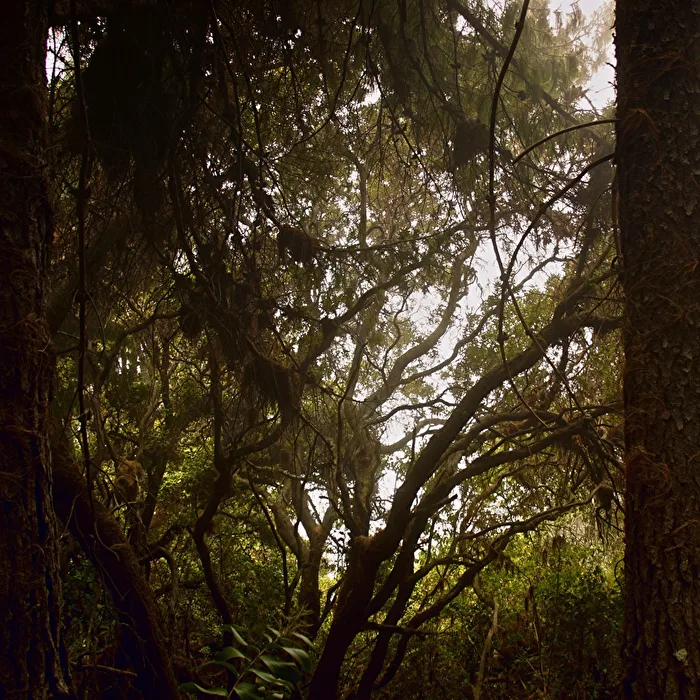 Wald - Nebelwald