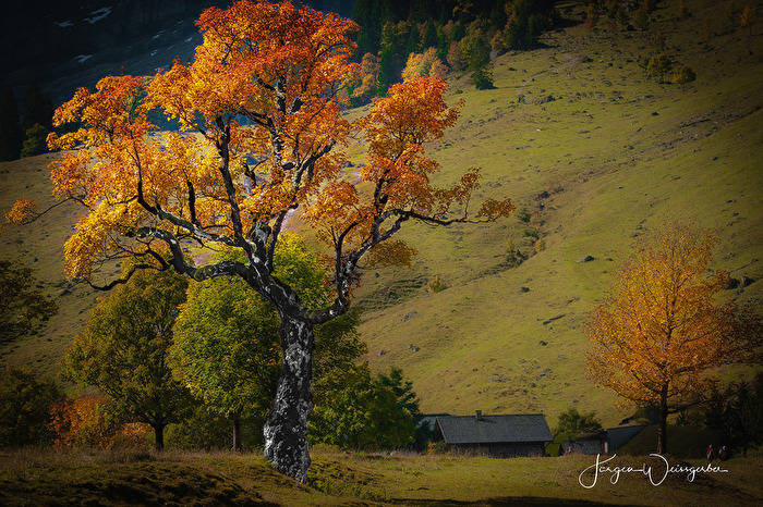 Alter Ahorn im Herbstlicht