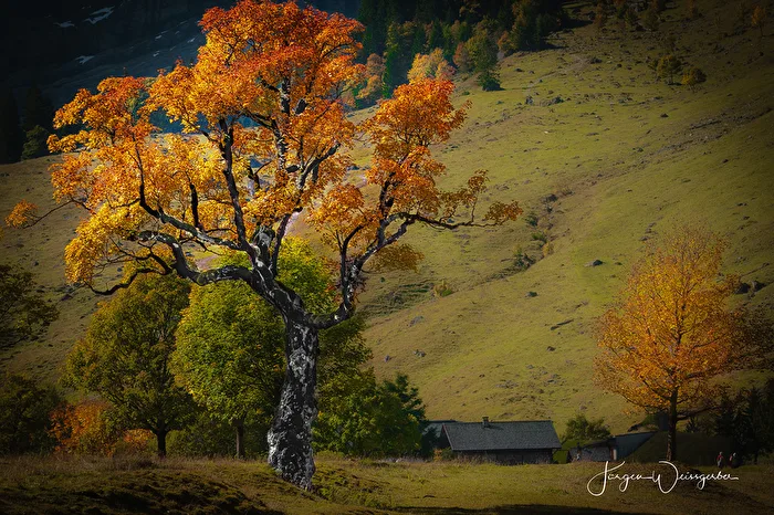 Alter Ahorn im Herbstlicht