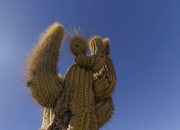 Cactus - in the sun