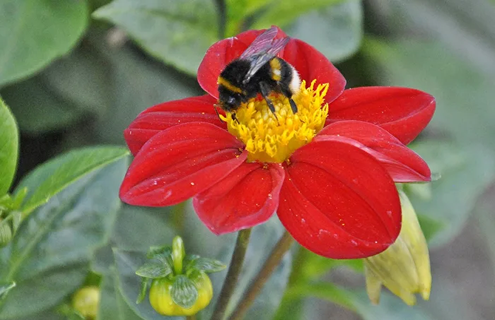 Bumblebee