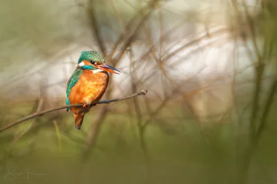 Eisvogel