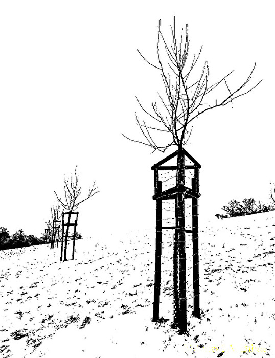 Schwarz