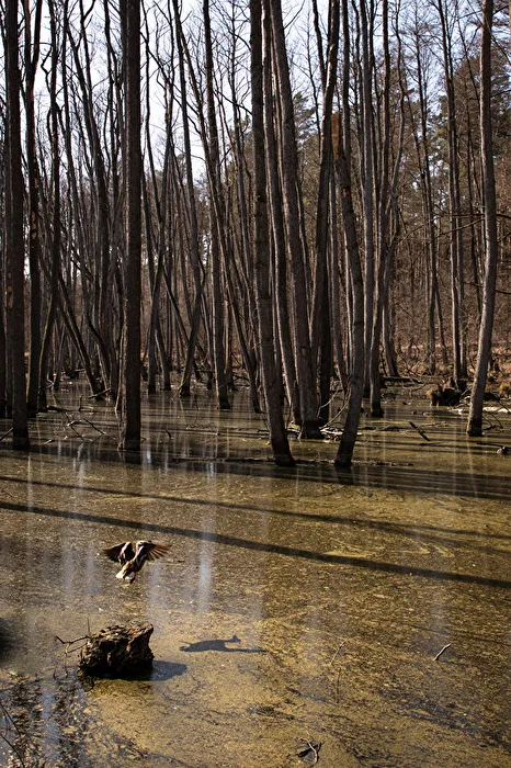 Forest in the water... and a duck...
