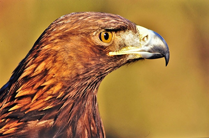 " König der Lüfte "