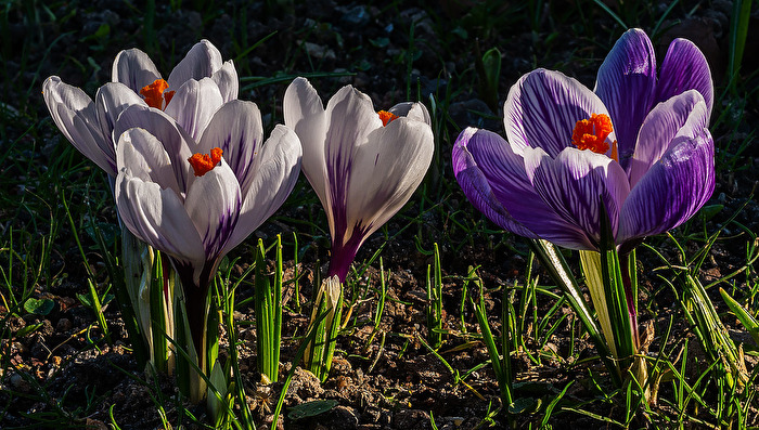 Krokusse