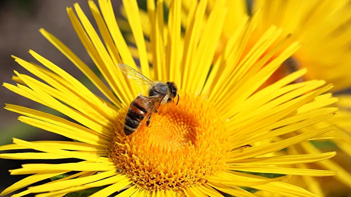 Pequeña abeja en Alant