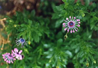 bei uns im Garten blüht ein Blümchen
