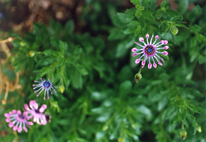 bei uns im Garten blüht ein Blümchen