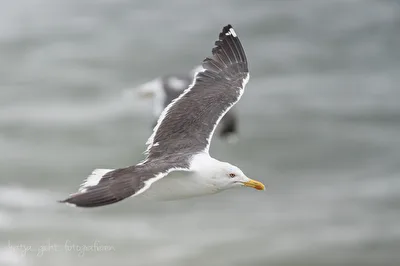 Möwe im Flug