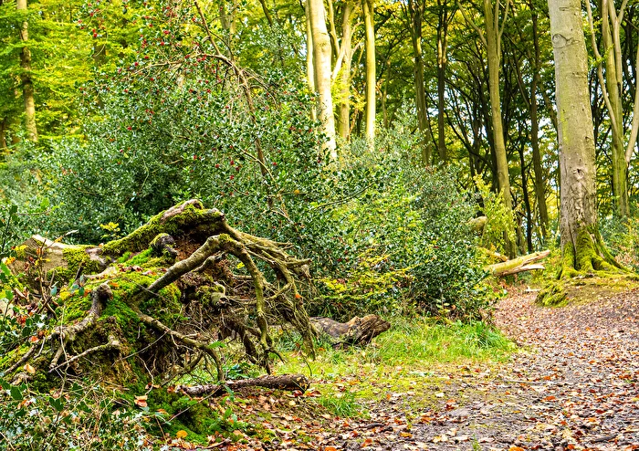 Wald im Laufe der Zeit