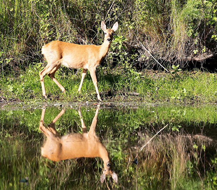 in der frühen Morgenstunde