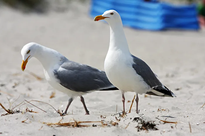 Vögel /Tiere / Möwen