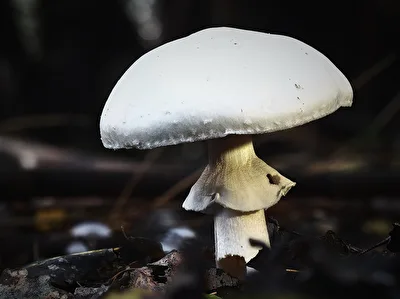 Pilze - was für die Kulinarik