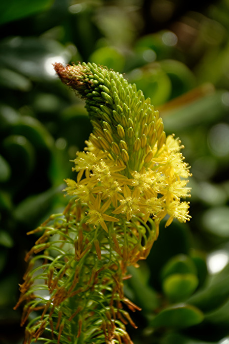 Blüte