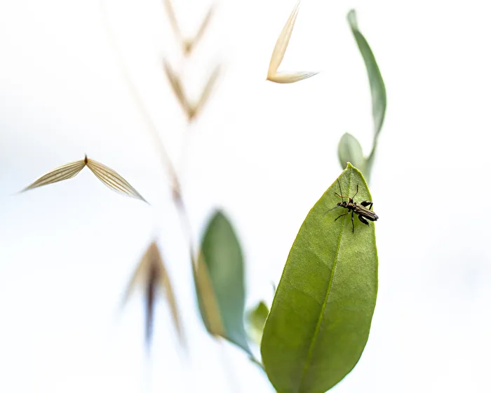 Käfer auf Blatt