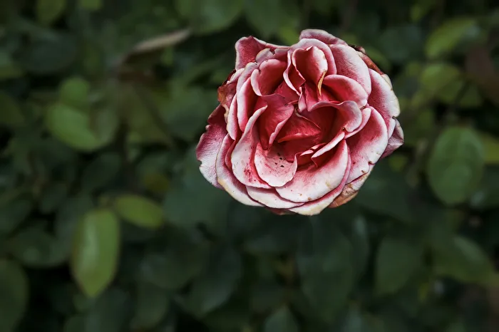 Rose zweifarbig
