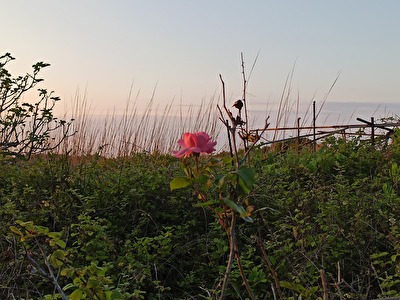 Eine einsame Rose im Unkraut