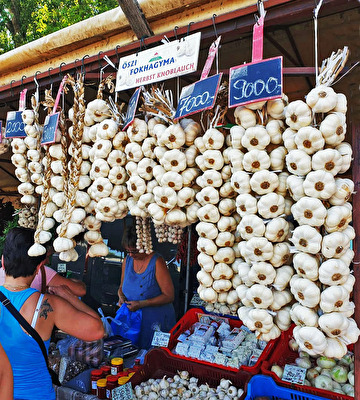 Herbstknoblauch am Plattensee