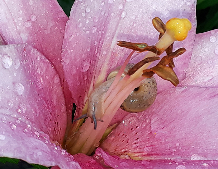 Lilienblüte