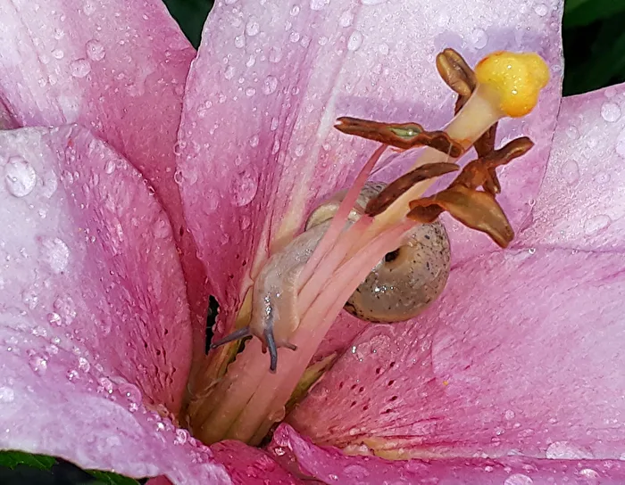 Lilienblüte