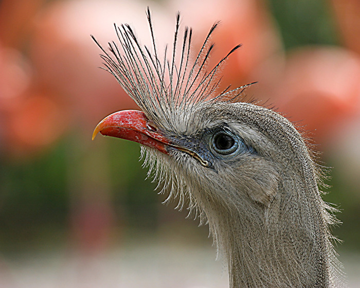 strenger Blick