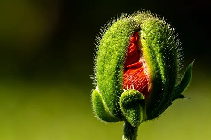 Mohn