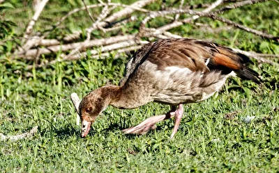 Nilgans (Alopochen aegyptiaca)