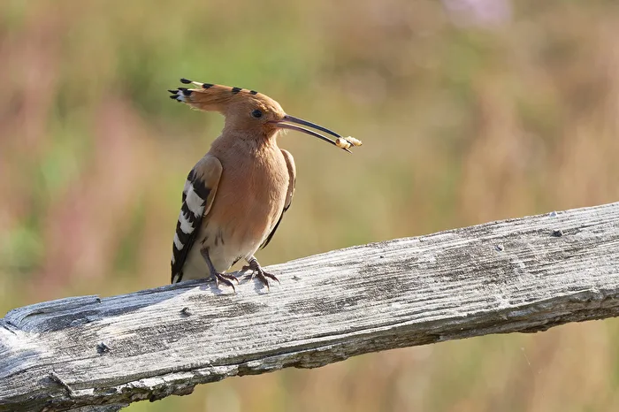 Hoopoe