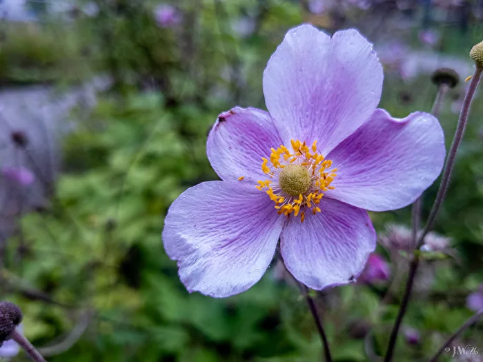 Japanese Anemone